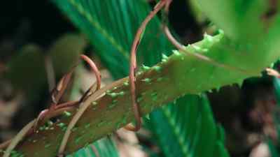 The gap in the canopy is soon closed. - Prehistoric Planet
