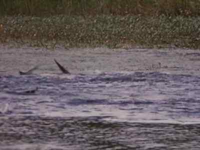 The garfish leap
for their lives, - Prowlers of the Everglades