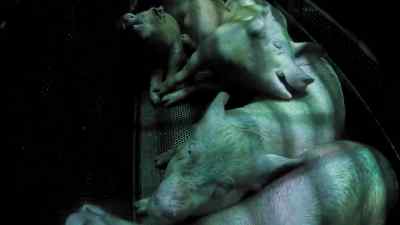 The gas stunning - Pignorant