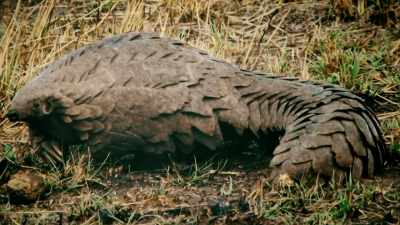 THE GENALI HAS THE TAIL
OF A PANGOLIN, - Expedition Mungo