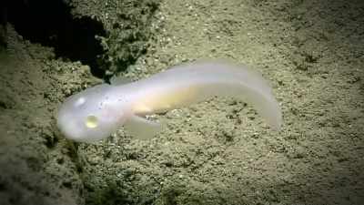 THE GHOST FISH, WITH COLORLESS EYES - Strange Evidence