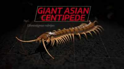 - The giant Asian centipede,
ethmostigmus rubripes. - Kings of Pain