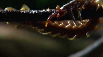 - The giant Asian centipede
is a nocturnal predator. - Kings of Pain