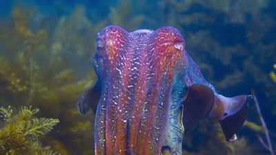The giant cuttlefish. - Blue Planet II