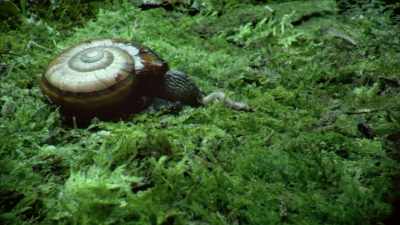 The giant worm is ground down
while still alive. - Modern Dinosaurs
