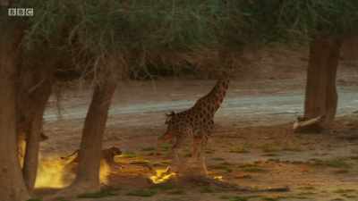 The giraffe has the speed
and stamina to outrun the pride... - Planet Earth: A Celebration