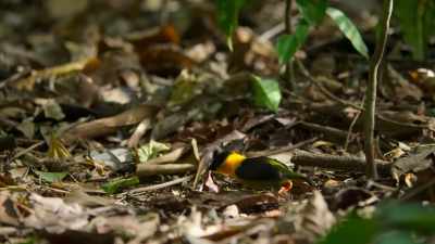 The golden-collared manakin - Our Planet