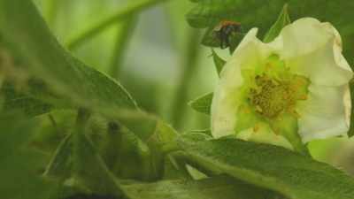 The good bugs, essentially, - What Am I Eating? With Zooey Deschanel