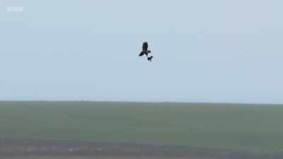 The goose is so heavy, the young
eagle has to struggle to hold on. - Wild Isles