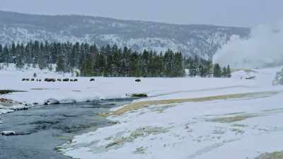 The grass that grows near the
thermal has less nutrients - Yellowstone: One-Fifty