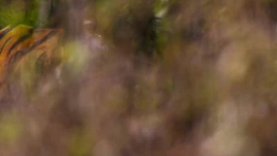 The grasses conceal tigers. - Our Planet