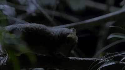The gray mouse lemur
is only 15 centimeters long, - Our Planet
