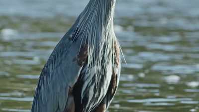 The great blue heron
stands four feet tall. - Epic Yellowstone