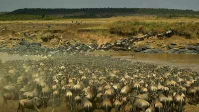 The great migrating herds
will arrive. - Serengeti