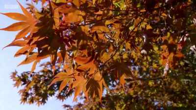 The green pigments essential
for photosynthesis - Wales: Land of the Wild