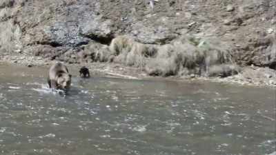 The grizzly may have made
the wrong move. - Epic Yellowstone