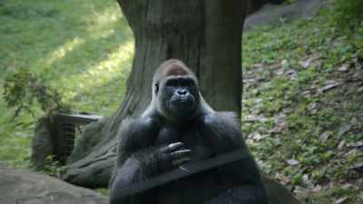 The group was right.The apes
are winning. - Diamond Hands: The Legend of WallStreetBets