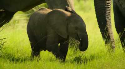 The gutsy little calf - Surviving Paradise: A Family Tale