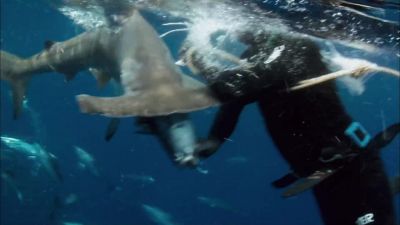 The hammerhead's right there Oh my God - Jackass Number Two