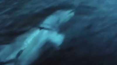 The harnesses, as they hit
the water, release. - Mysteries of the Deep