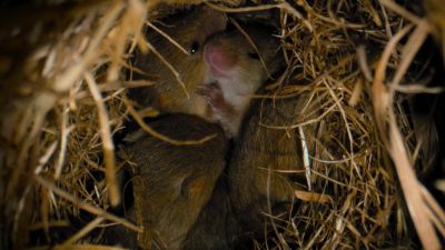 The harvest mouse pups are too small to save themselves. - Tiny World
