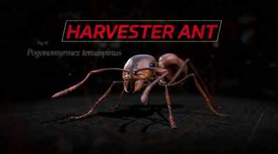 The harvester ant,
pogonomyrmex tenuispinus. - Kings of Pain