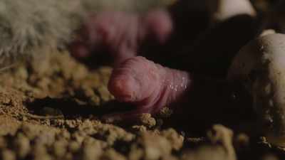The hatchlings' eyes have not yet opened, - Prehistoric Planet