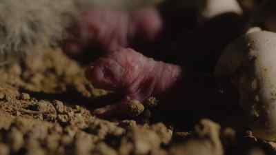 The hatchlings' eyes have not yet opened, - Prehistoric Planet