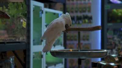 The head honcho around here
is a parrot who can almost fly? - Cats & Dogs 3: Paws Unite