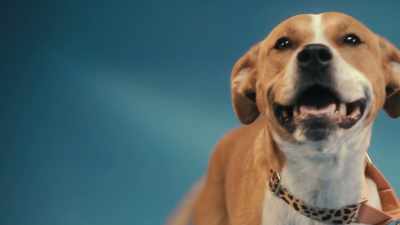 The helicopter tail usually comes
with a good, big butt wiggle. - Inside the Mind of a Dog