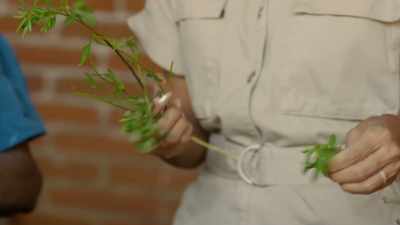 The herb chepil is native
to Central America - Eva Longoria: Searching for Mexico