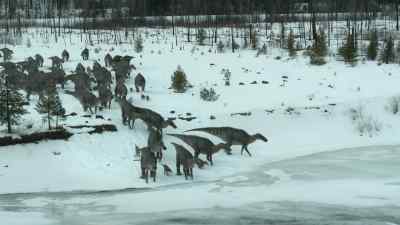 The herd follow cautiously. - Prehistoric Planet