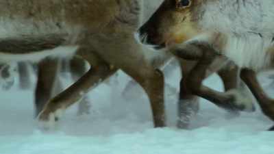 The herd is heading west now,
west to the calving grounds - Wild Ways of the Vikings