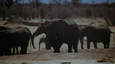 The herd seems spooked. - Earth at Night in Color