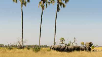 The herd will carry the seeds
for many miles. - Surviving Paradise: A Family Tale