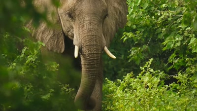 'The herd will weaken, - A Year on Planet Earth