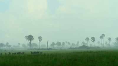 The herds are released
from their water holes. - Surviving Paradise: A Family Tale