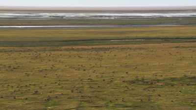 The herd's finally reached - Frozen Planet II