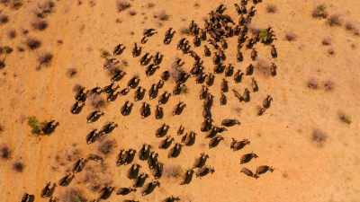 The herds join up, over a thousand strong. - Our Great National Parks