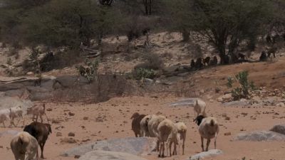 The herdsmen and their livestock, crowd the river - Chasing the Rains
