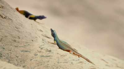 The higher their status,
the more colourful they are... - Attenborough's Life in Colour