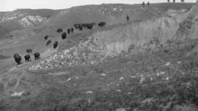 The highlight was
a buffalo hunt-- - The American Buffalo