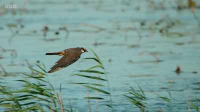 The hobbies come in low and fast. - Wild Isles