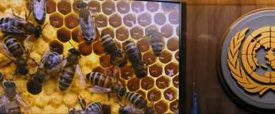 The honey bees,
which account for 80% - The Second Coming of Christ