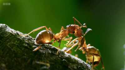 The honeydew is shared
throughout the colony... - Wild Isles