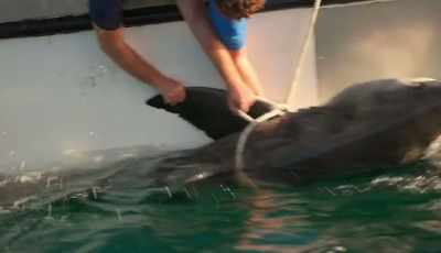 The hook may look gruesome,
but the team need to use it to - Shark Beach With Chris Hemsworth