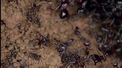 The horde is coordinated by the
queen. - Micro Monsters with David Attenborough
