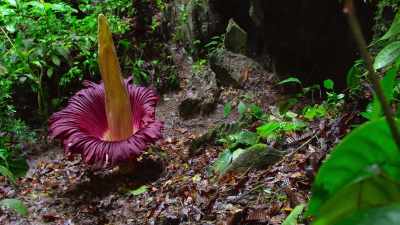 The huge red bloom
stretches up to five feet, - Our Great National Parks