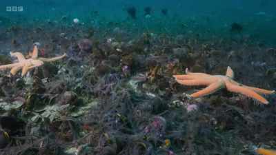 The huge starfish
feel for their prey - Wild Isles