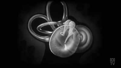 The human ear
is an incredibly complex organ. - Aussie Inventions That Changed The World